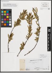 Foto von Salix triandra L.